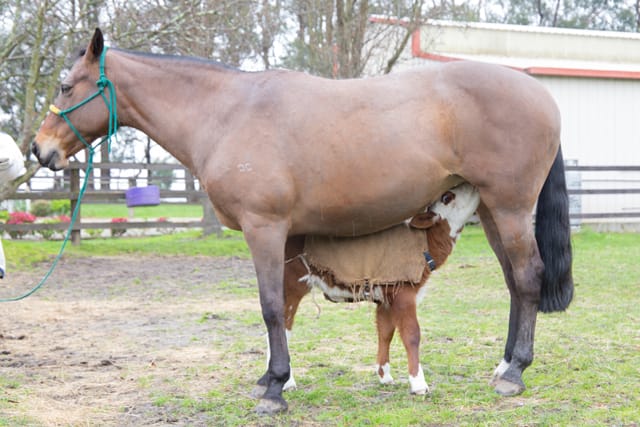 Horse & Calf - 26.08.2021  