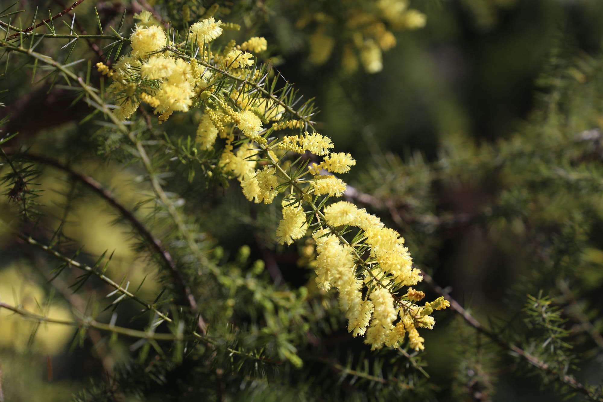 Join a biodiversity challenge