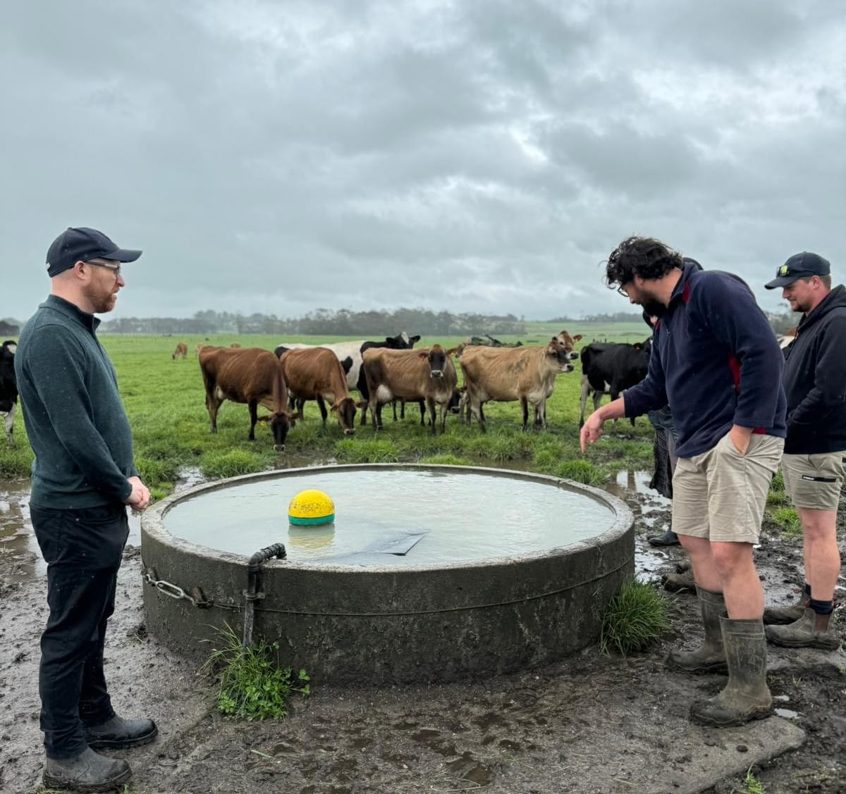 Keeping cows cool during warmer months