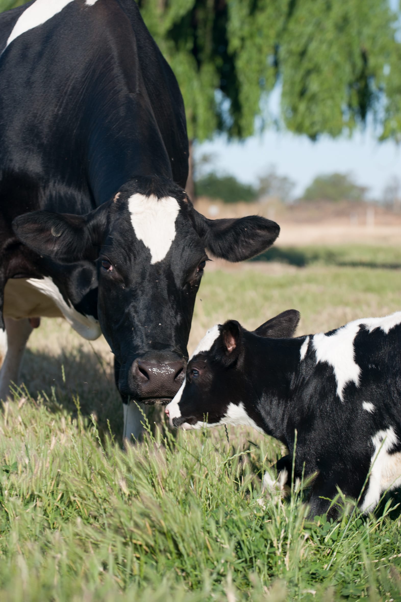 Have your say on the nation's breeding objectives