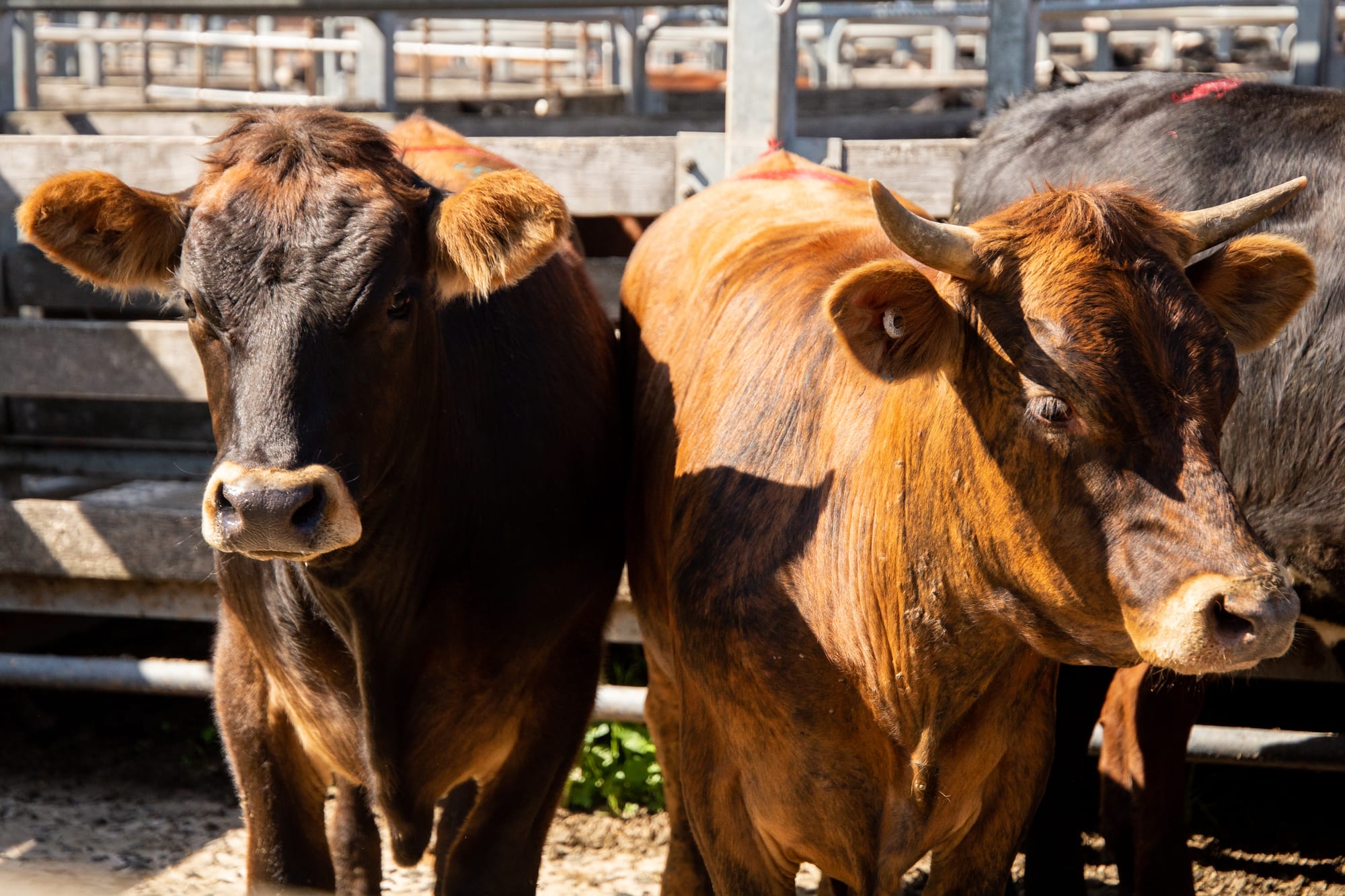 Planning to speed up new saleyards