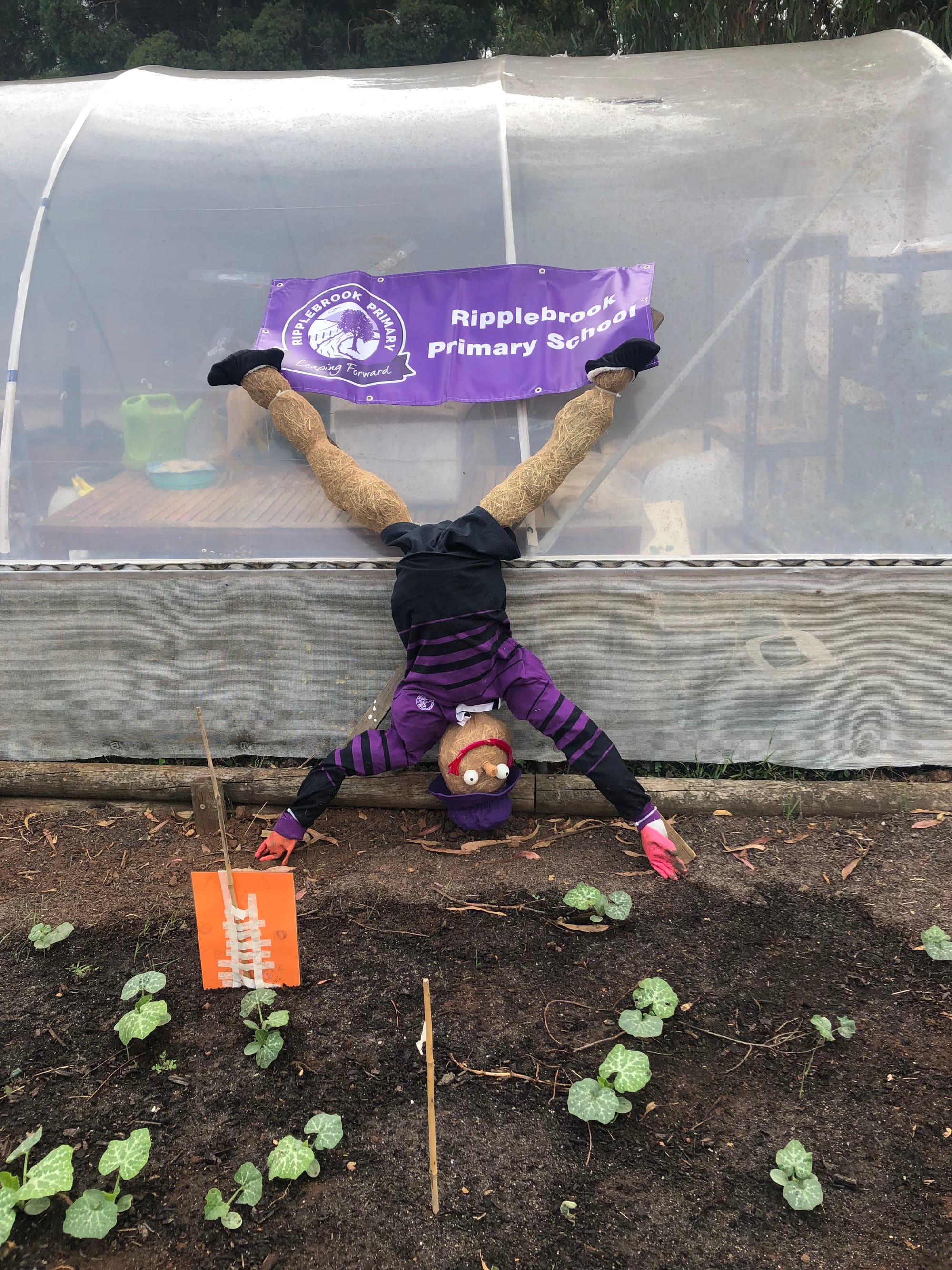 A scarecrow doing a cartwheel at Ripplebrook Primary School. The scarecrow is in an old school uniform.