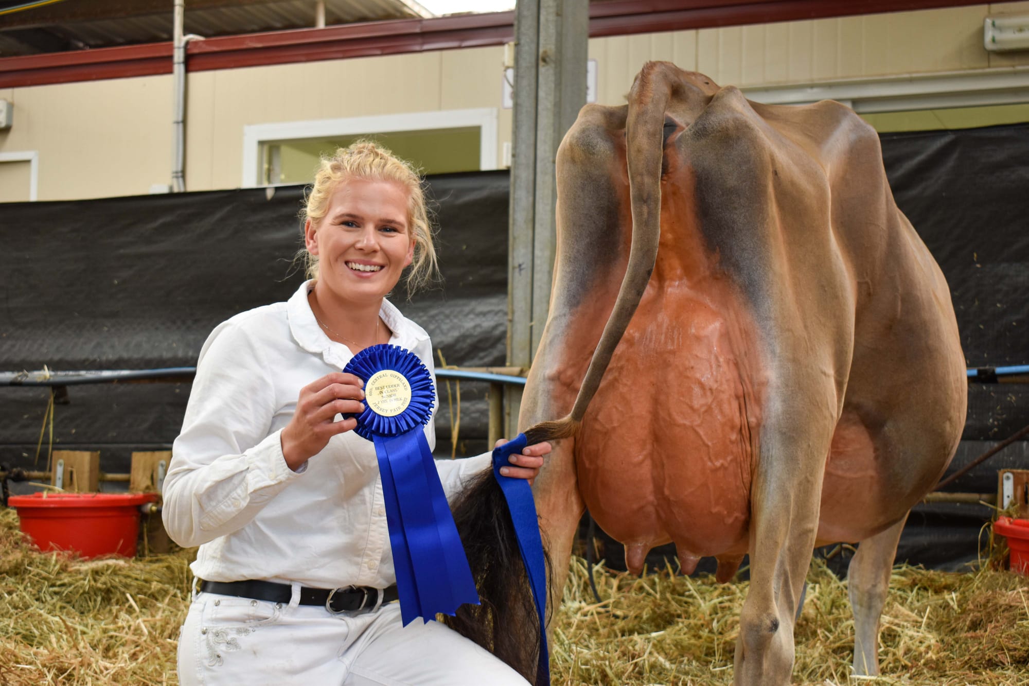 Jersey Cow Show 12.04.2022