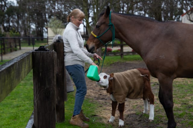 Horse & Calf - 26.08.2021  