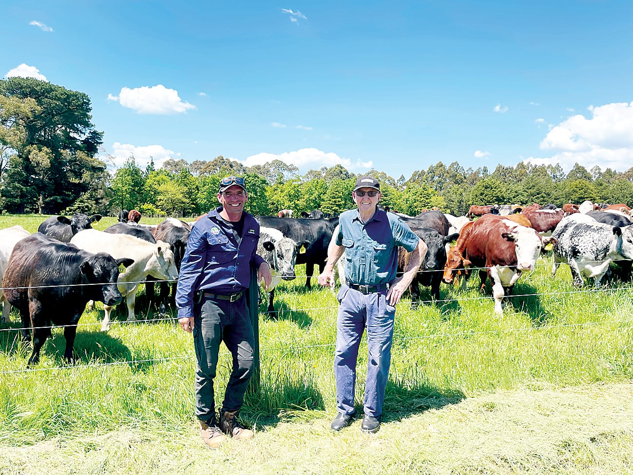 Assessing cattle entered in this year's 50th anniversary steer trial are Lardner Park property manager Anthony Willems and Con Murphy who was property manager when the first steer trial was held in 1975.