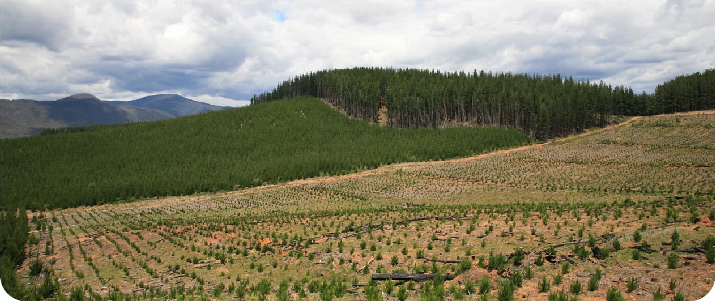Huge softwood plantation for Gippsland