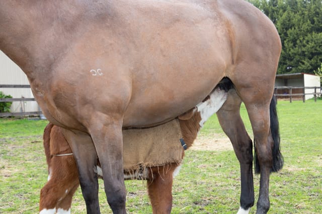 Horse & Calf - 26.08.2021  