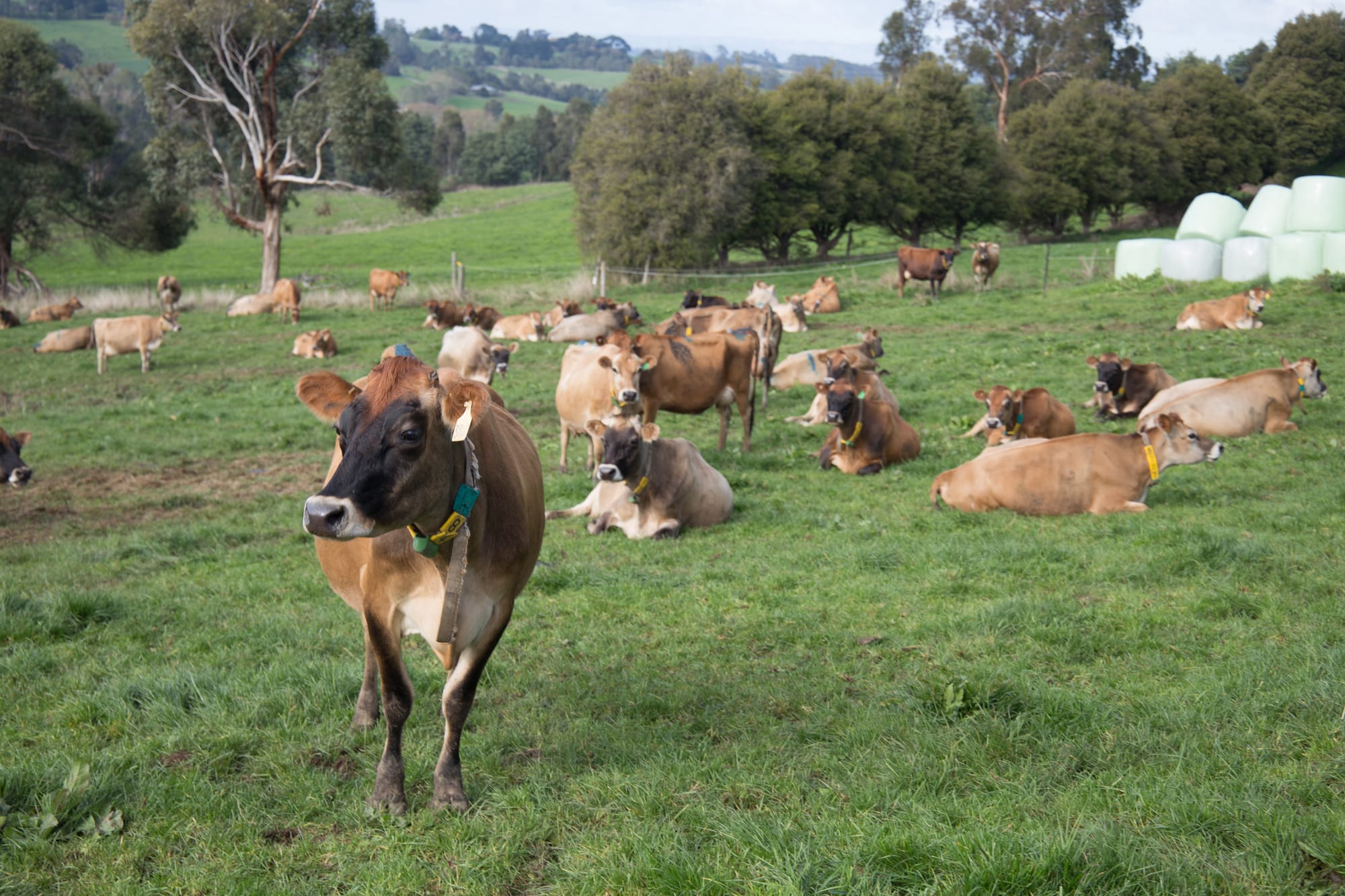 Dairy farmers able to compare prices for first time