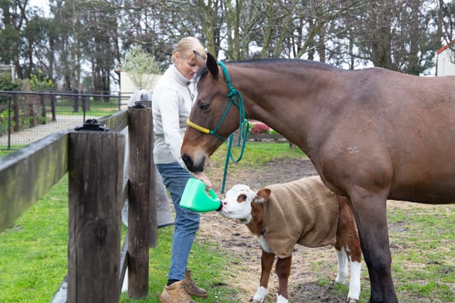 Horse & Calf - 26.08.2021  