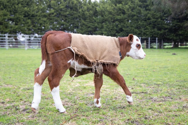 Horse & Calf - 26.08.2021 