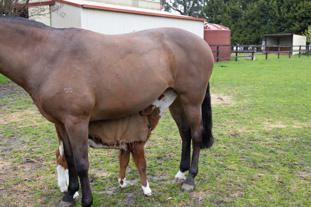 Horse & Calf - 26.08.2021  