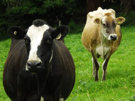 Avoiding cold stress in cows