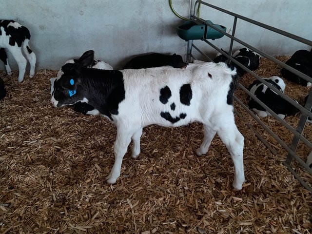 Happy the Calf - 13.06.2023