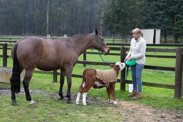 Horse & Calf - 26.08.2021  