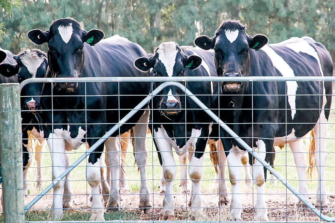 Tech opportunities for dairy