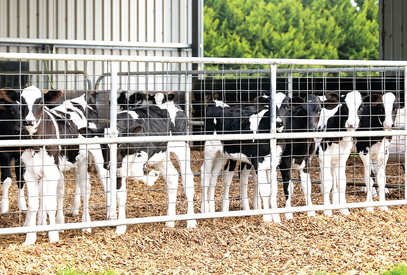 Protecting dairies - lessons from bird flu