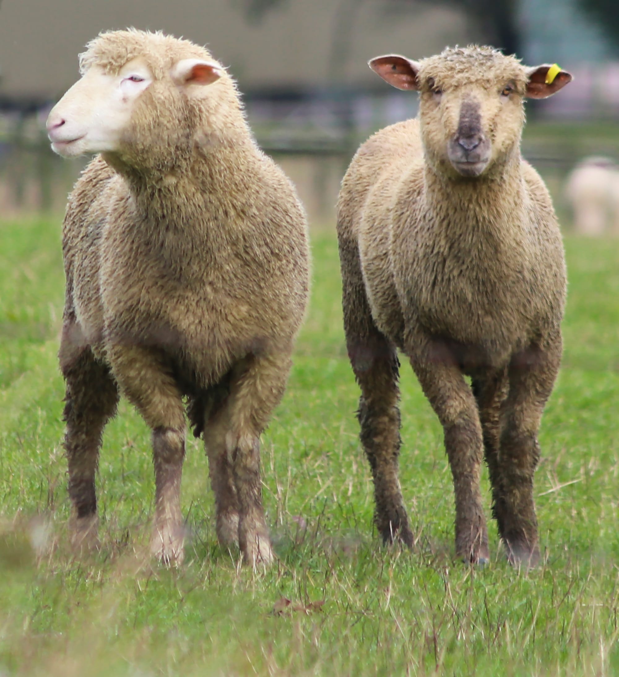 Farmer fined for cruelty