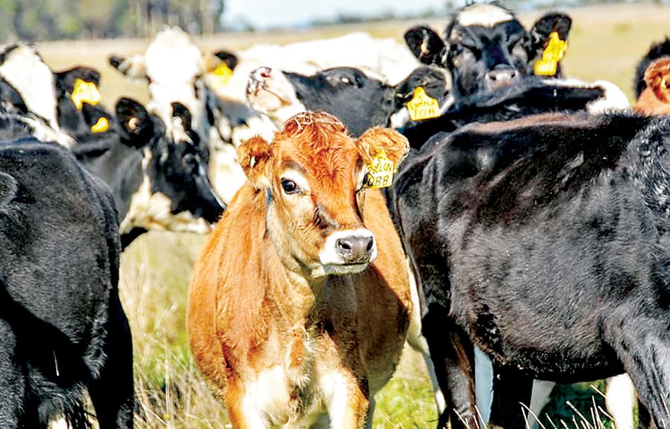 Tag prices lowest in Australia