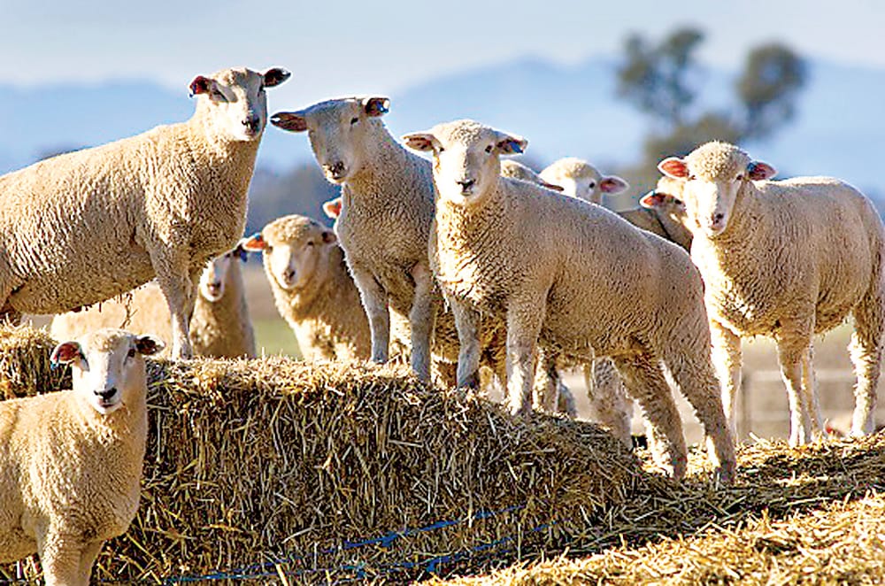 Strike before the flies do post image