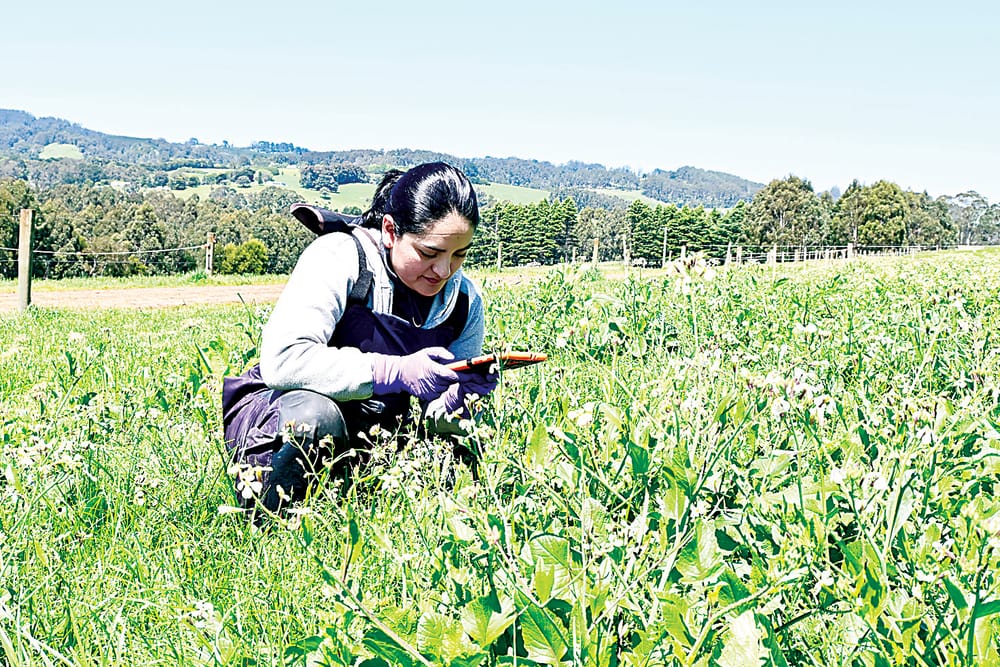Finding a successful forage mix for pastures post image