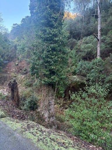 Deer threaten Walhalla's heritage post image