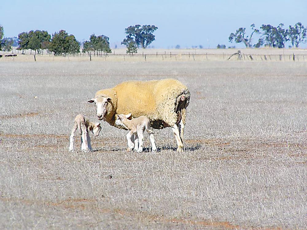 Twin lamb disease post image