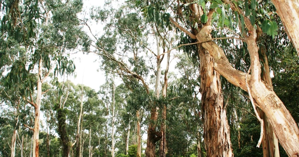 Help shape the future of Roberts Court Bushland Reserve post image