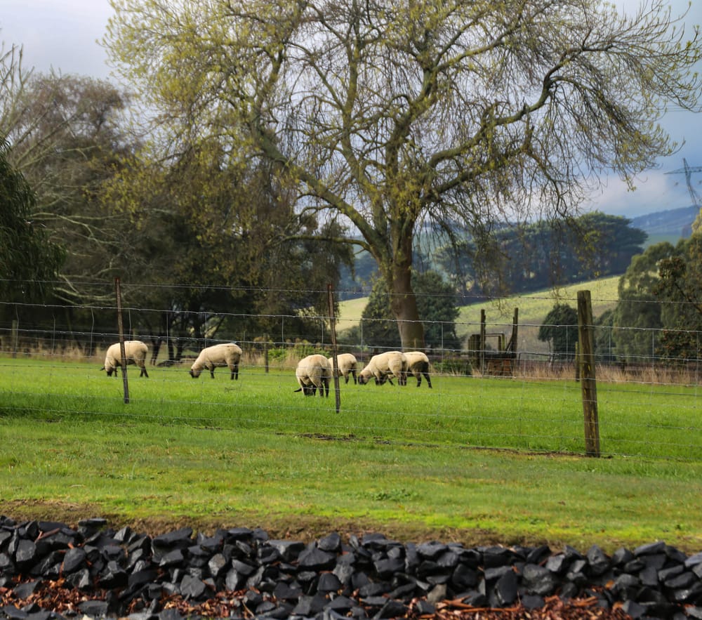 Avoid losses from exposure after shearing post image
