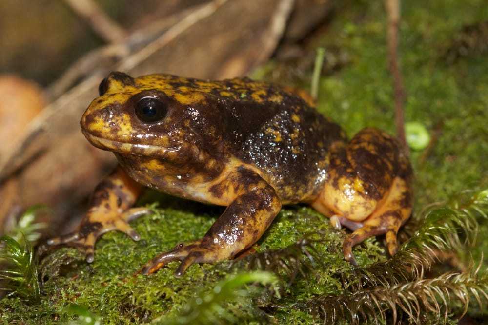 Study finds end of logging aids threatened species post image
