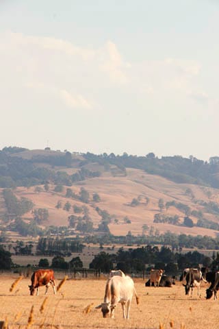 Dry Paddocks - 11.02.2025 post image