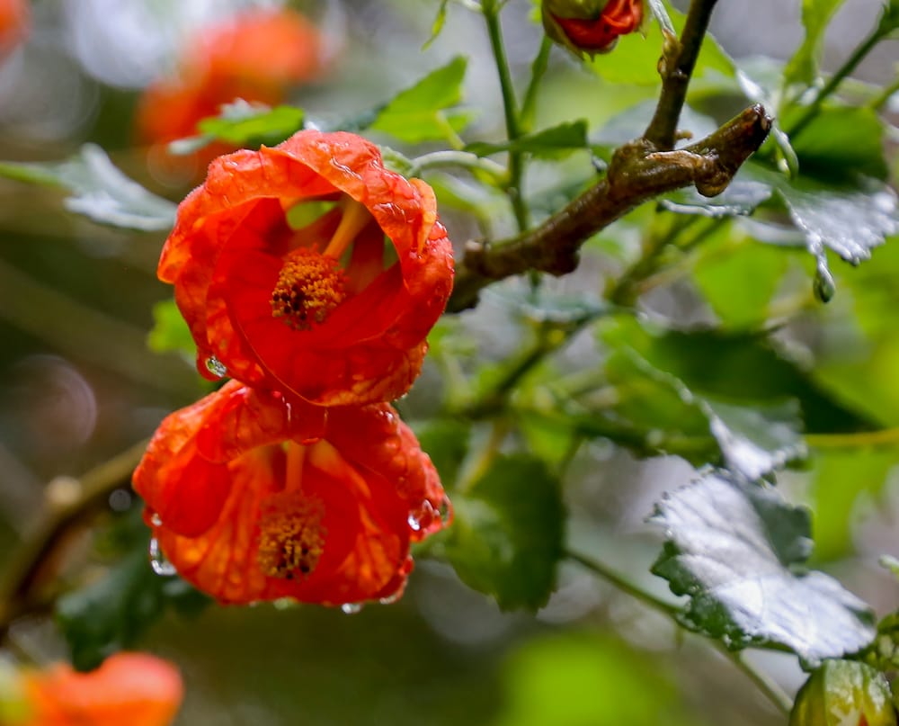 Musician's open garden a great success post image