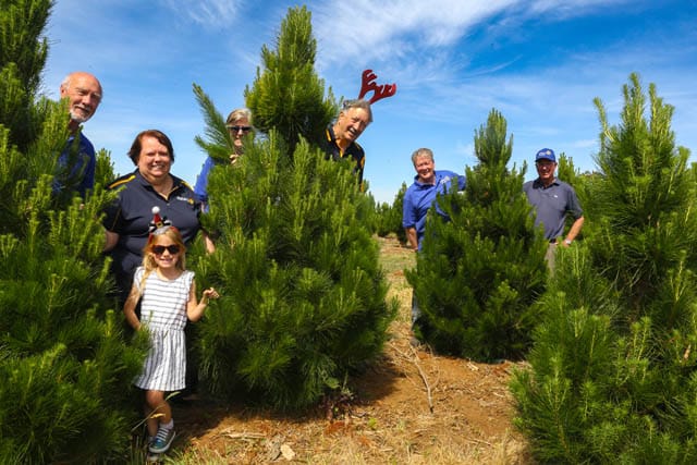 Rotary Christmas Trees - 26.11.2024 post image