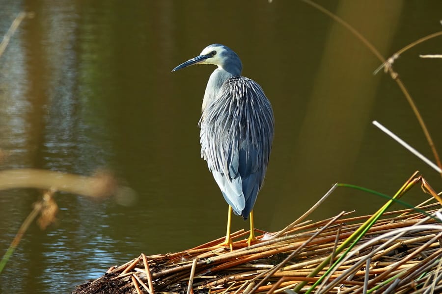 Ups and downs in survey of bird life at Drouin post image