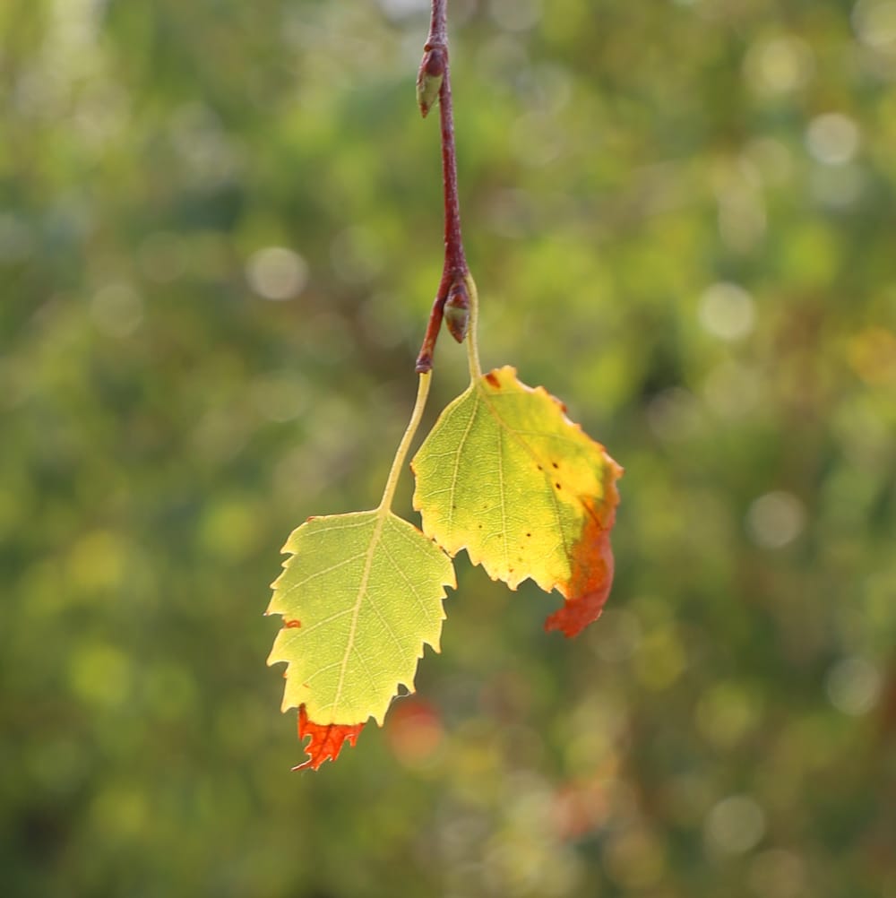 Looking for a rare or unusual plant post image