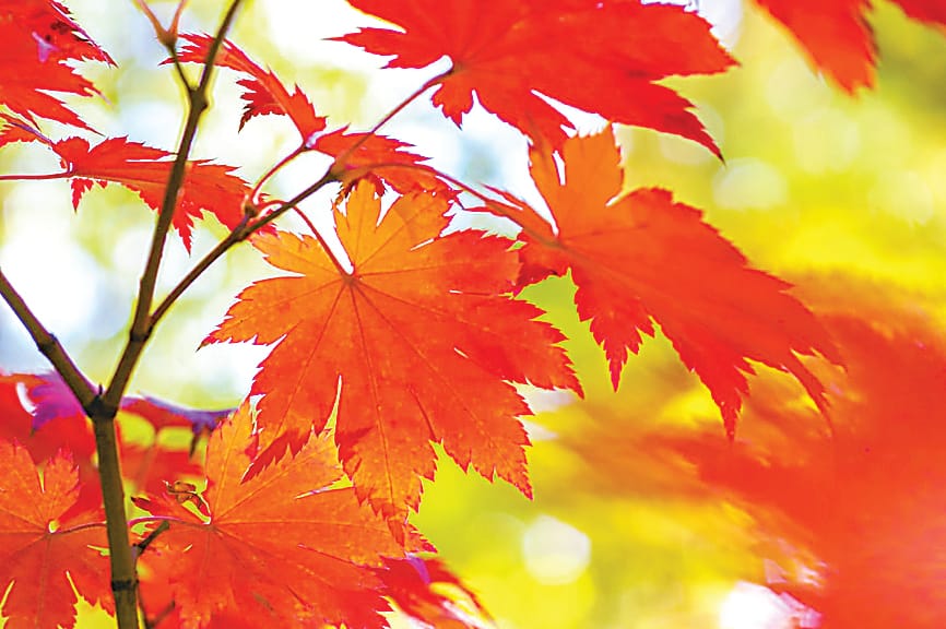 Autumn the new spring for gardening post image