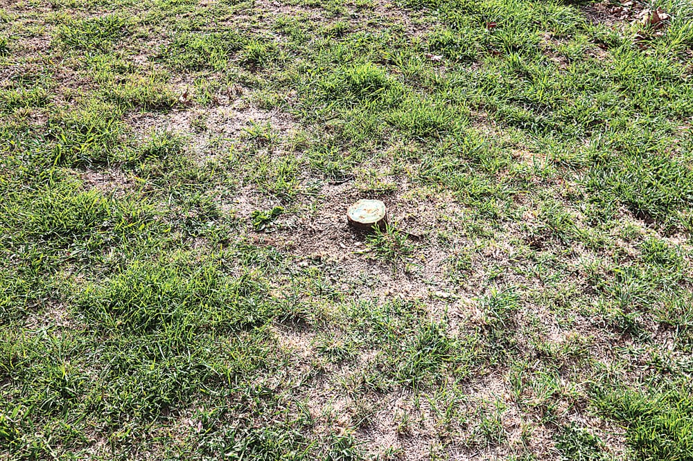 Avenue of trees gets the chop post image