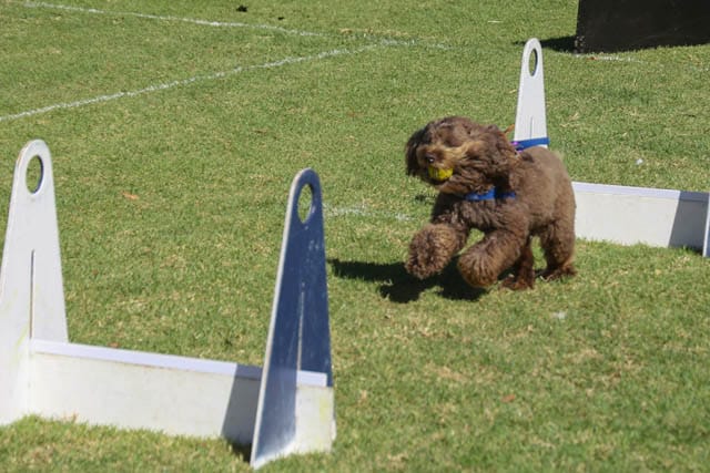 Bunyip Show - 2025 post image