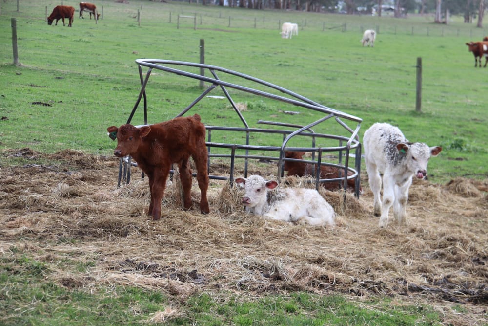 Three times the fun on Buln Buln property post image