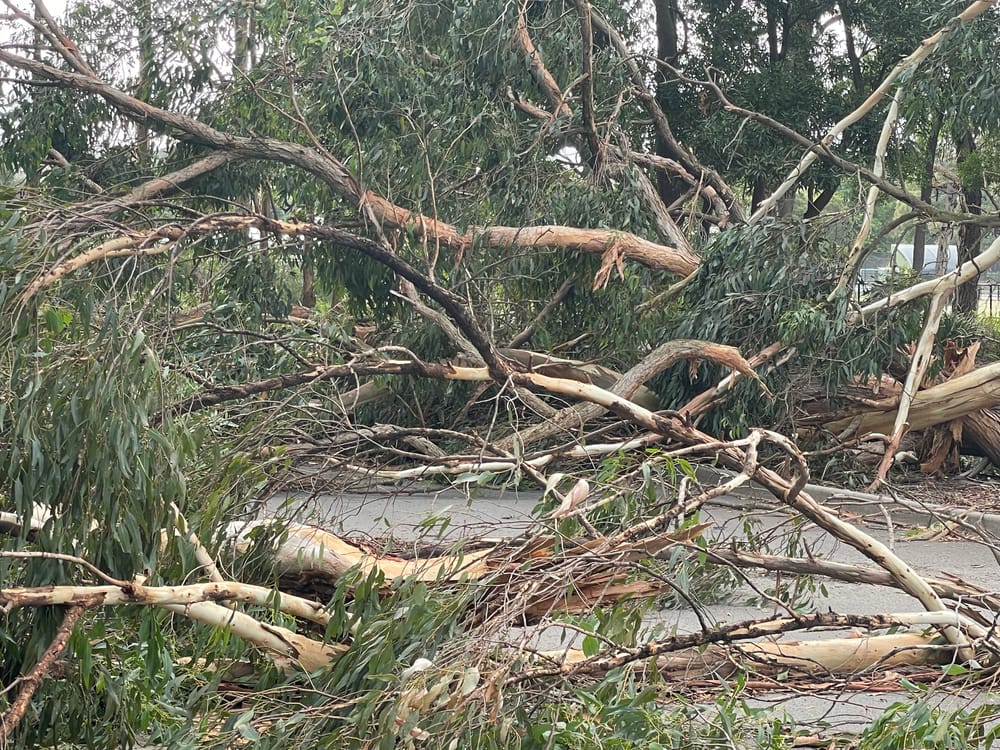 Wild wind in Drouin post image