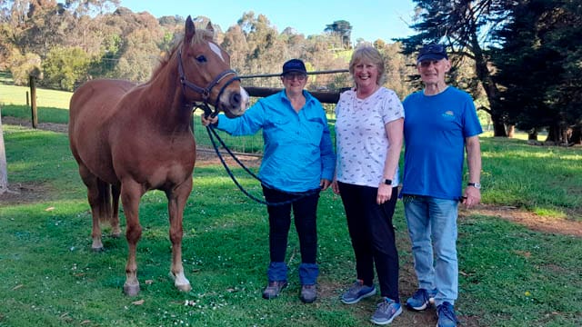 CCG Horse - 12.11.2024 post image