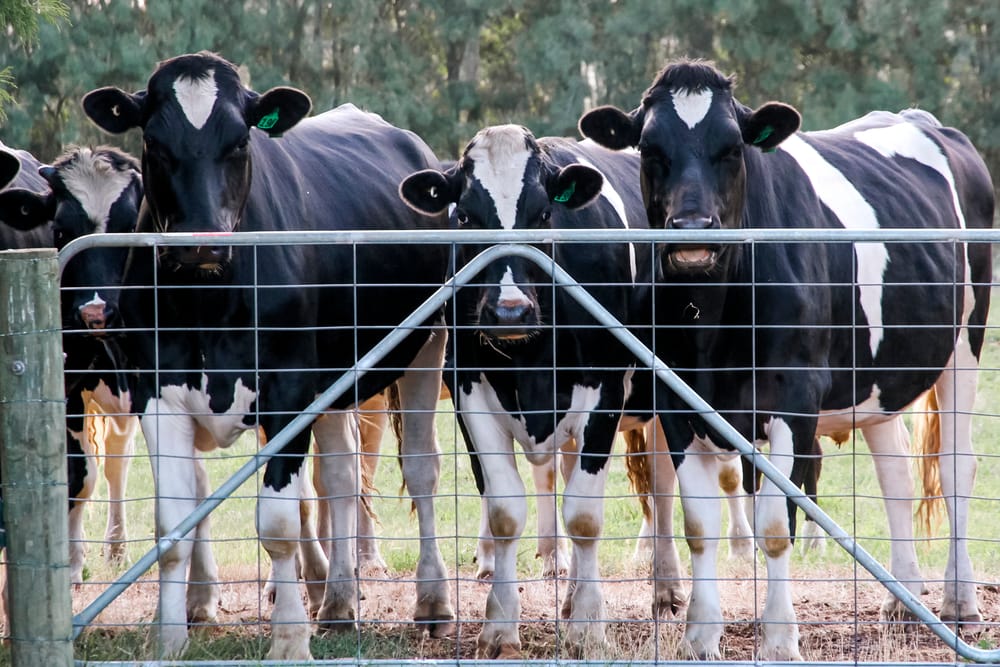 Animal health reminders post image