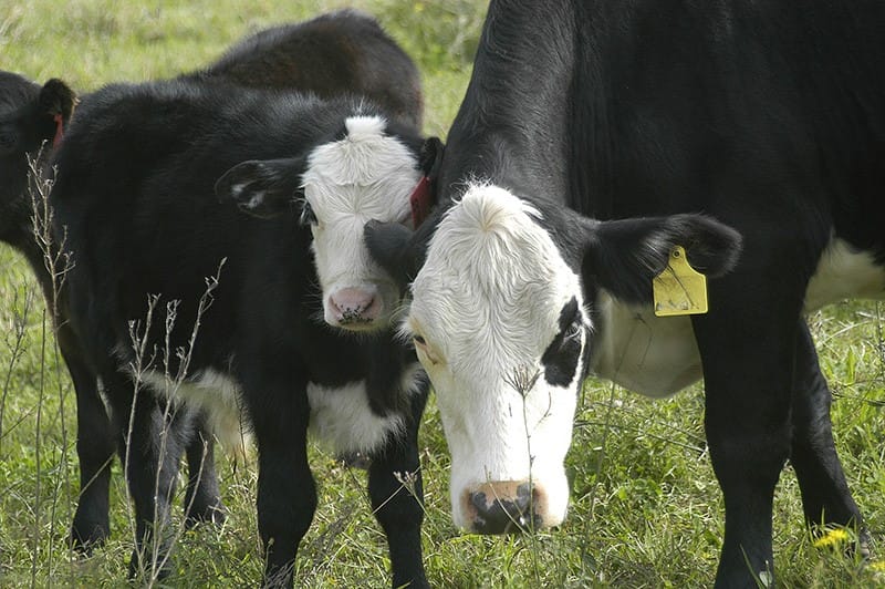 Prison for cattle crimes post image