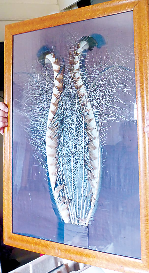 Snapshot of the past - "Jackie" the lyrebird post image