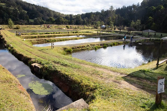 Noojee Trout Farm - 09072020 post image