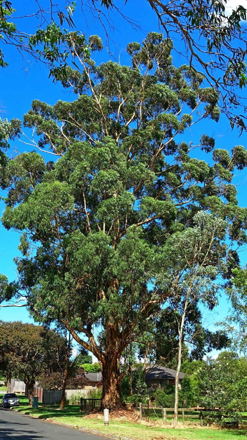 Officially Drouin's favourite gum post image