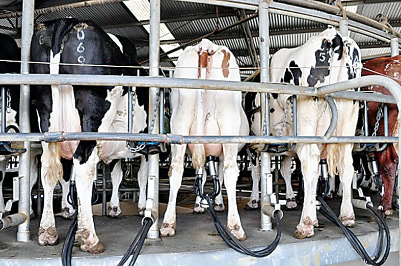 Managing mastitis in muddy conditions post image