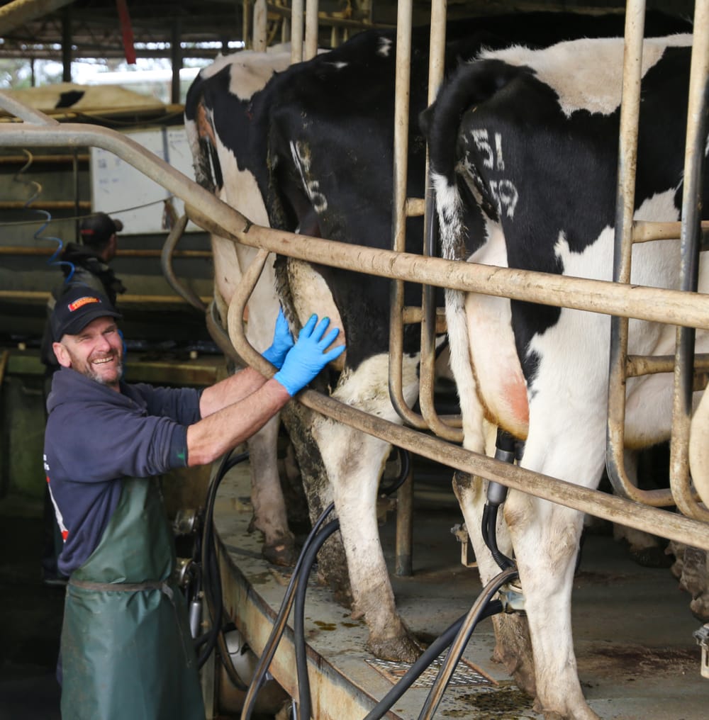 Dairy boom times post image