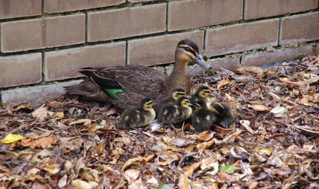 Duck Rescue - 2020 post image