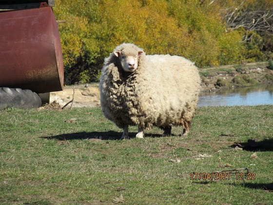 Get shearing done to prevent animal welfare issues post image