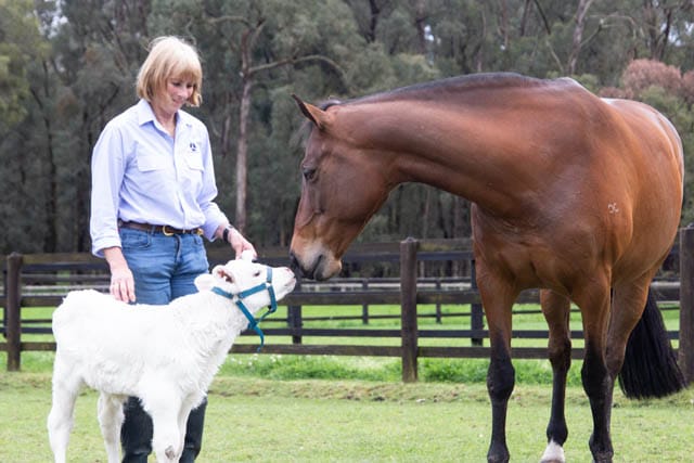 Calf and Mare - 08102020 post image